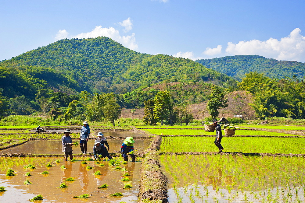 Lahu tribe people planting rice in rice paddy fields, Chiang Rai, Thailand, Southeast Asia, Asia