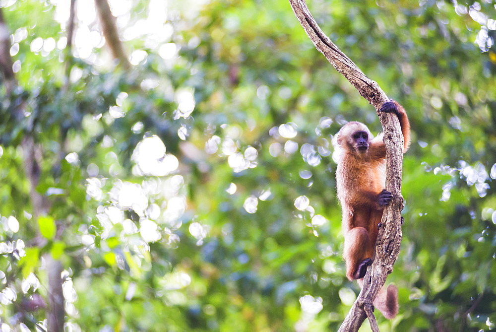 White fronted Capuchin monkey (Cebus albifrons), Monkey Island (Isla de los Monos), Tambopata National Reserve, Peru, South America