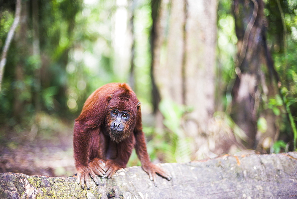 Red howler monkey (Alouatta Seniculus), Tambopata National Reserve, Puerto Maldonado Amazon Jungle area, Peru, South America