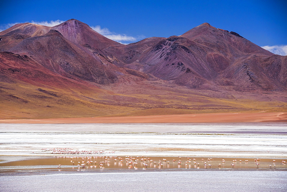 Flamingos at Laguna Hedionda, a salt lake area in the Altiplano of Bolivia, South America