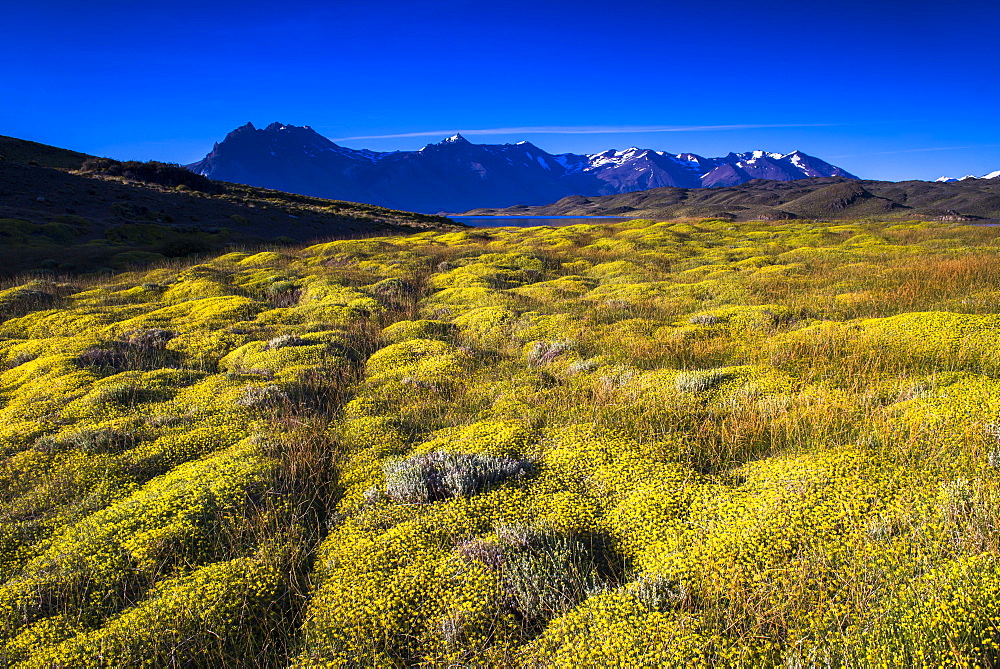 Yellow bush at Belgrano Lake (Lago Belgrano), Perito Moreno National Park, Santa Cruz Province, Patagonia, Argentina, South America