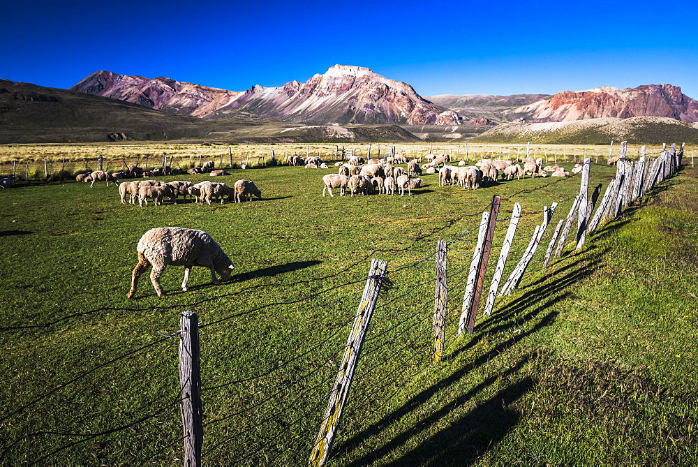 Sheep on the farm at Estancia La Oriental, Perito Moreno National Park, Santa Cruz Province, Patagonia, Argentina, South America