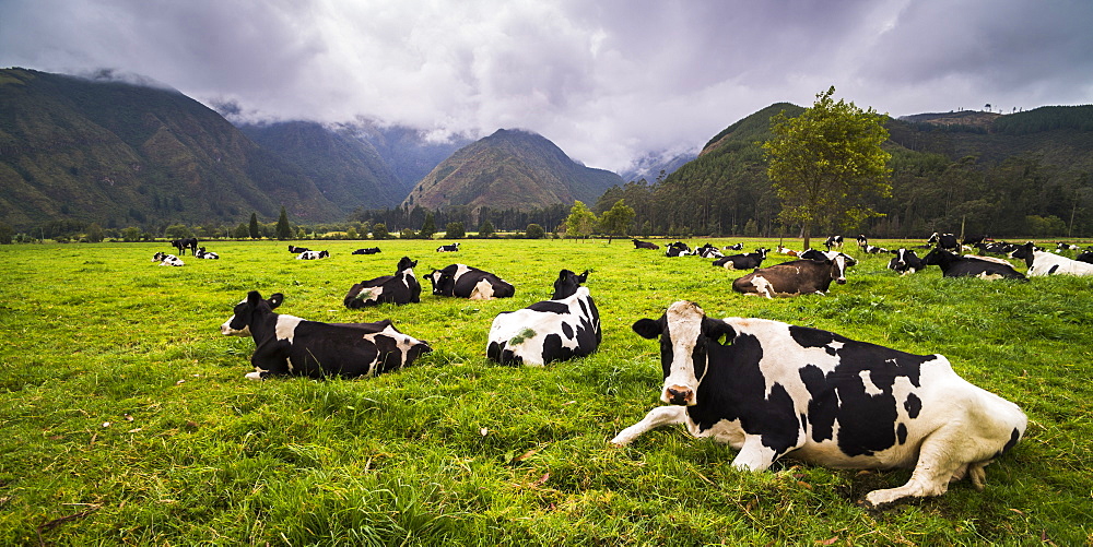 Herd of cows at Hacienda Zuleta Farm, Imbabura, Ecuador, South America