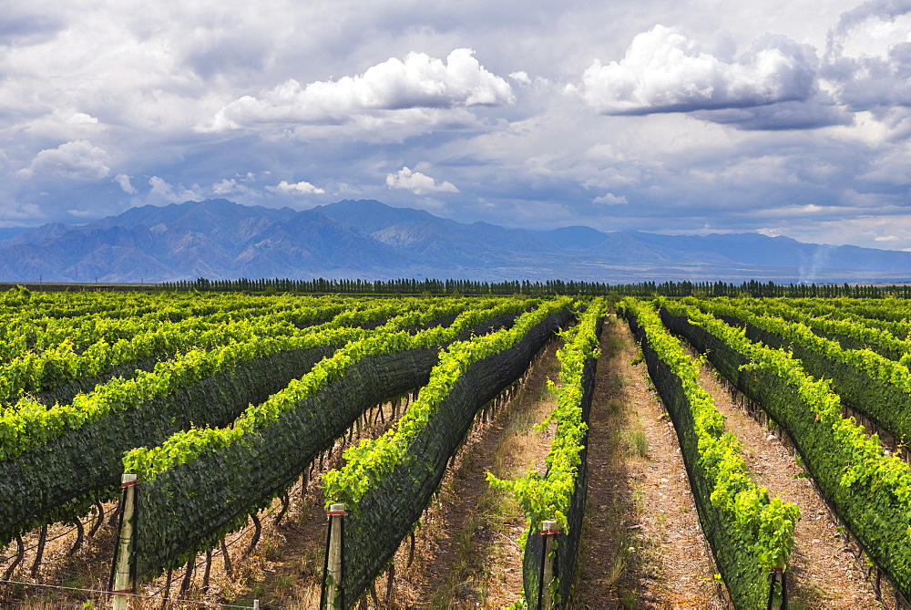 Vineyards in the Uco Valley (Valle de Uco), a wine region in Mendoza Province, Argentina, South America