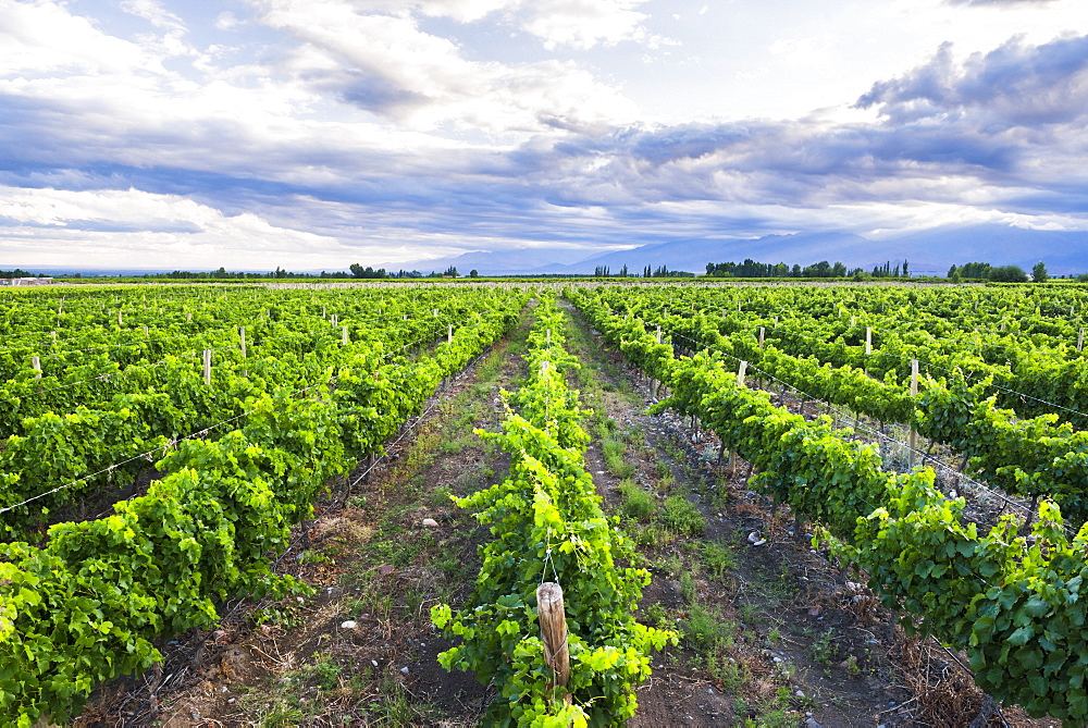 Vineyards at Bodega La Azul, a winery in Uco Valley (Valle de Uco), a wine region in Mendoza Province, Argentina, South America