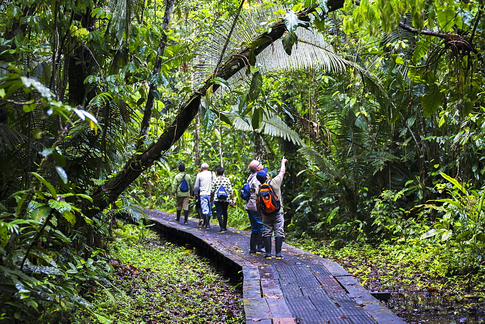 Amazon Jungle walkway at Sacha Lodge, Coca, Ecuador, South America