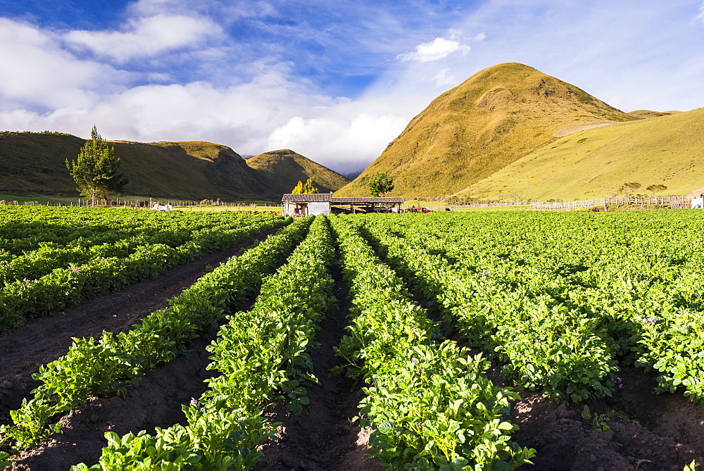 Farmland at the base of Illiniza Norte Volcano, Pichincha Province, Ecuador, South America