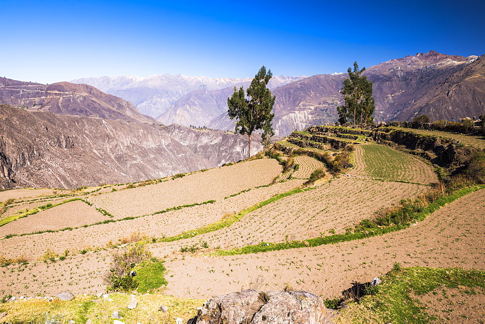 Colca Canyon pre-Inca terraces and farmland at Cabanaconde, Peru, South America