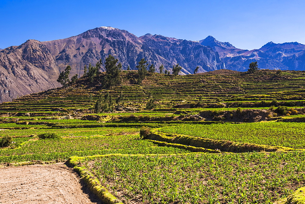 Colca Canyon pre-Inca terraces and farmland at Cabanaconde, Peru, South America