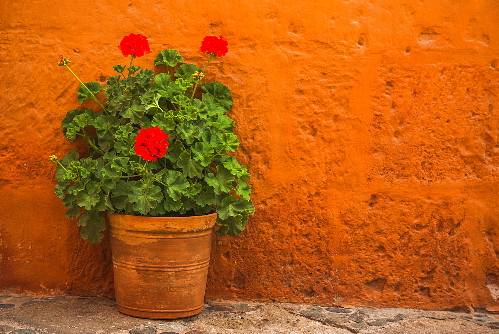 Flowers, Santa Catalina Monastery (Convento de Santa Catalina) (St. Catherine), a convent in Arequipa, Peru, South America