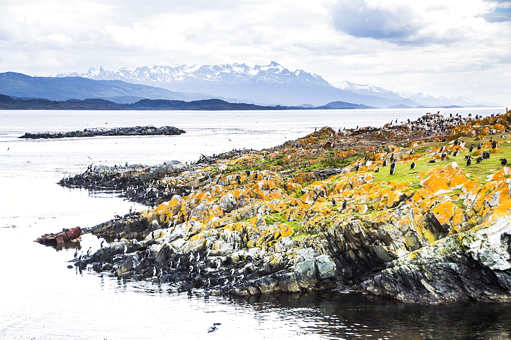 Cormorant colony on an island at Ushuaia in the Beagle Channel (Beagle Strait), Tierra Del Fuego, Argentina, South America