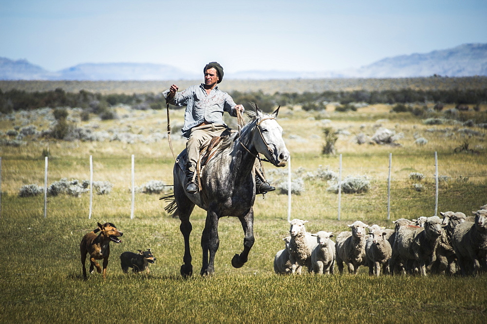 Gauchos riding horses to round up sheep, El Chalten, Patagonia, Argentina, South America