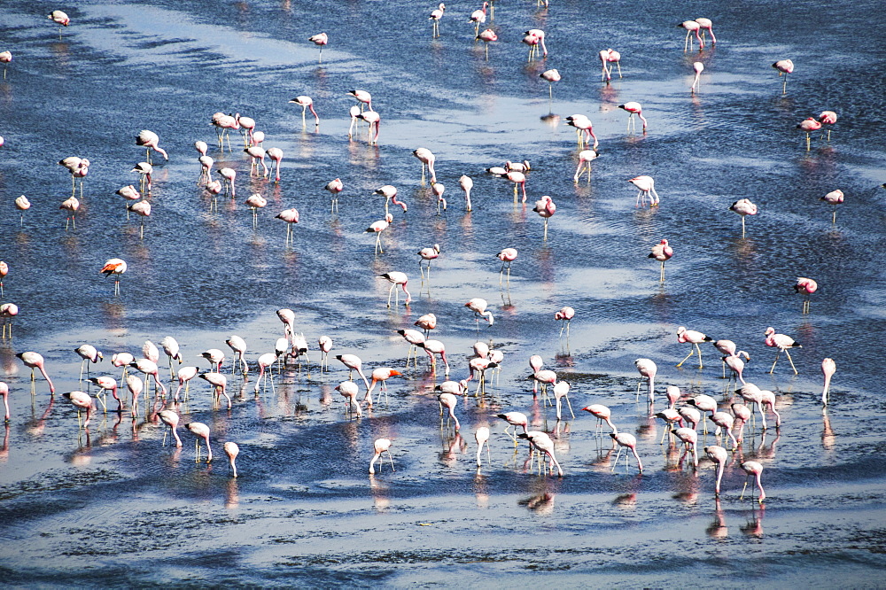 Flamingos at Laguna Colorada (Red Lagoon), a salt lake in the Altiplano of Bolivia in Eduardo Avaroa Andean Fauna National Reserve, Bolivia, South America