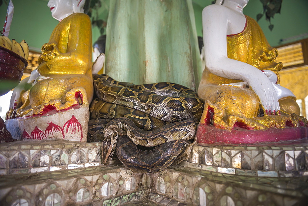 Snake Temple (Mwe Paya) between Dalah and Twante, across the river from Yangon, Myanmar (Burma), Asia