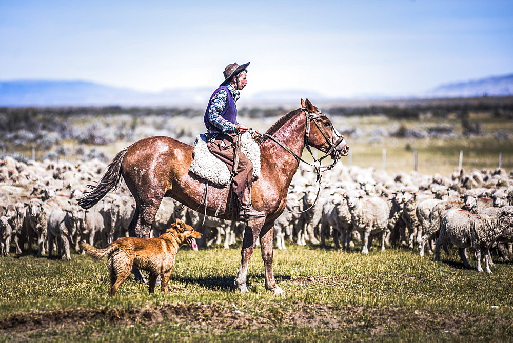 Gauchos riding horses to round up sheep, El Chalten, Patagonia, Argentina, South America