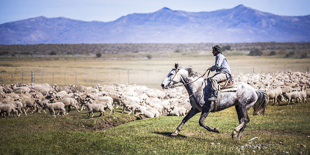 Gauchos riding horses to round up sheep, El Chalten, Patagonia, Argentina, South America