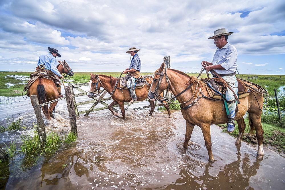 Gauchos on a traditional Argentinian cattle farm, Estancia San Juan de Poriahu, Ibera Wetlands, Corrientes Province, Argentina, South America