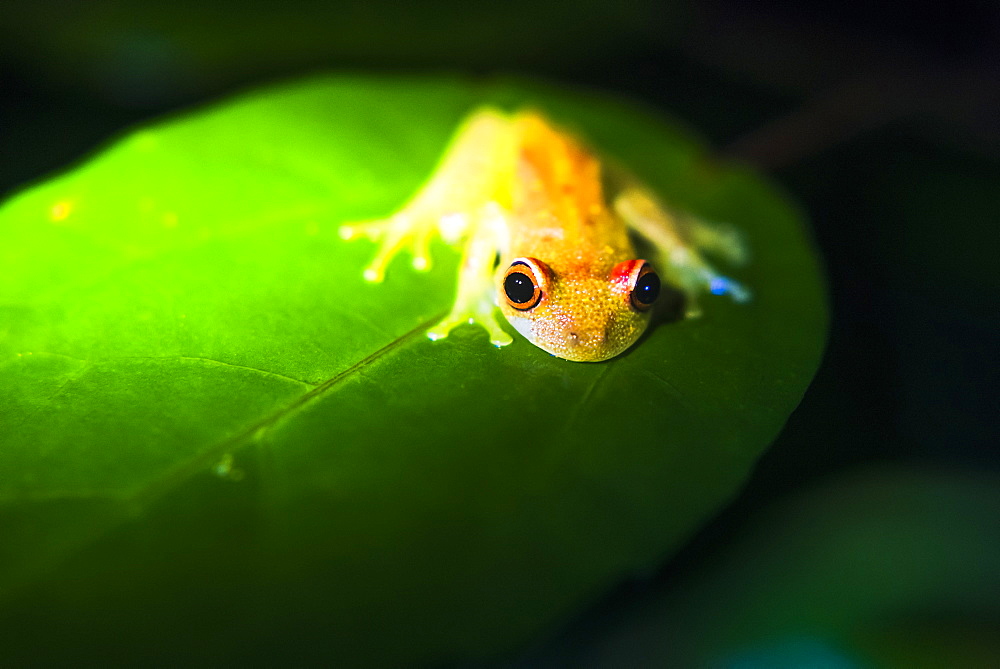 Frog in the Amazon Rainforest at night, Coca, Ecuador, South America