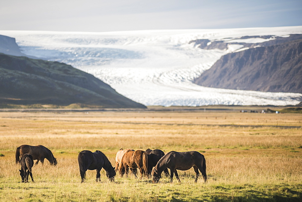 Icelandic horses with a glacier running down from the Vatnajokull Ice Cap behind, Iceland, Polar Regions