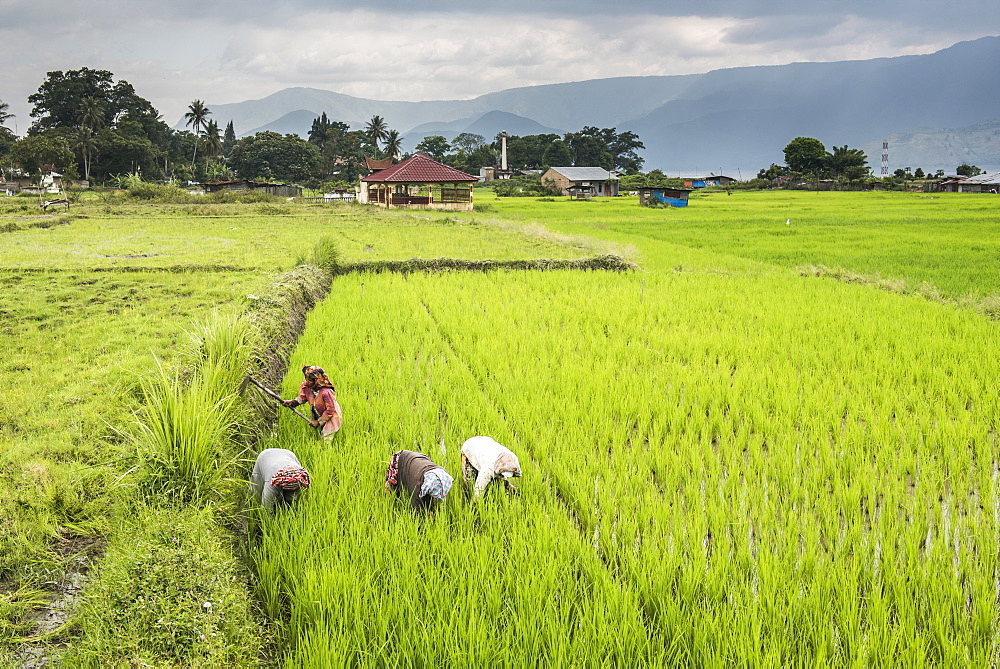 Women working in rice paddy fields at Lake Toba (Danau Toba), North Sumatra, Indonesia, Southeast Asia, Asia