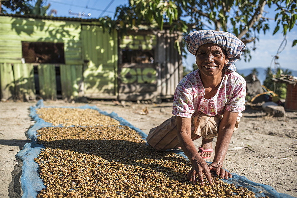 Indonesian woman sorting coffee beans, Lake Toba (Danau Toba), North Sumatra, Indonesia, Southeast Asia, Asia