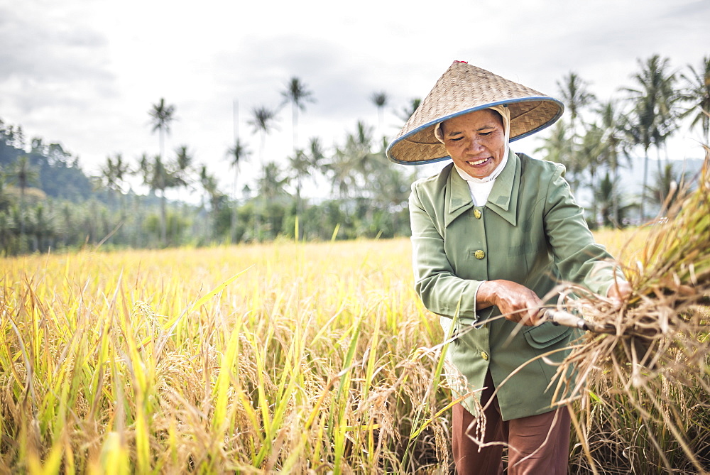 Farmers working in a rice paddy field, Bukittinggi, West Sumatra, Indonesia, Southeast Asia, Asia