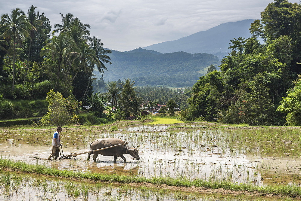 Ploughing rice paddy fields with Water Buffalo near Bukittinggi, West Sumatra, Indonesia, Southeast Asia, Asia