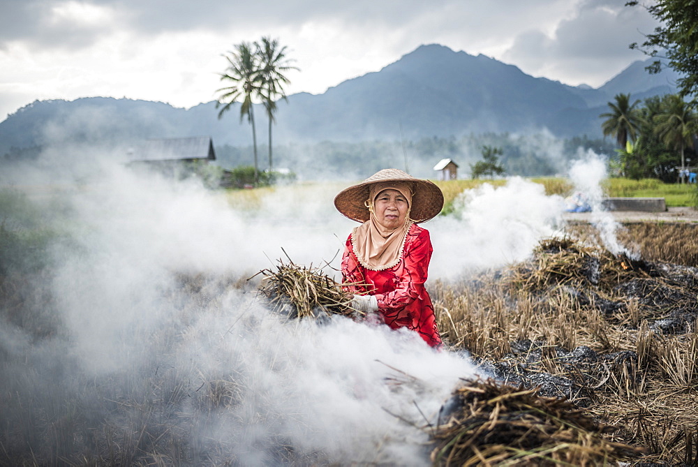 Farmer burning crops in rice paddy fields, Bukittinggi, West Sumatra, Indonesia, Southeast Asia, Asia