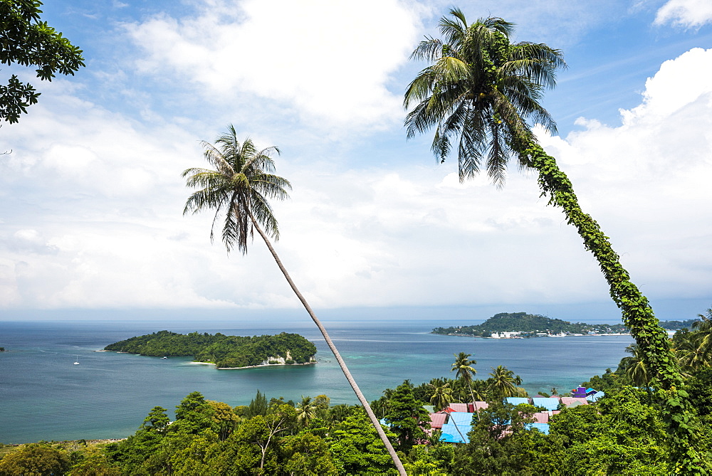 Palm tree landscape near Iboih, Pulau Weh Island, Aceh Province, Sumatra, Indonesia, Southeast Asia, Asia