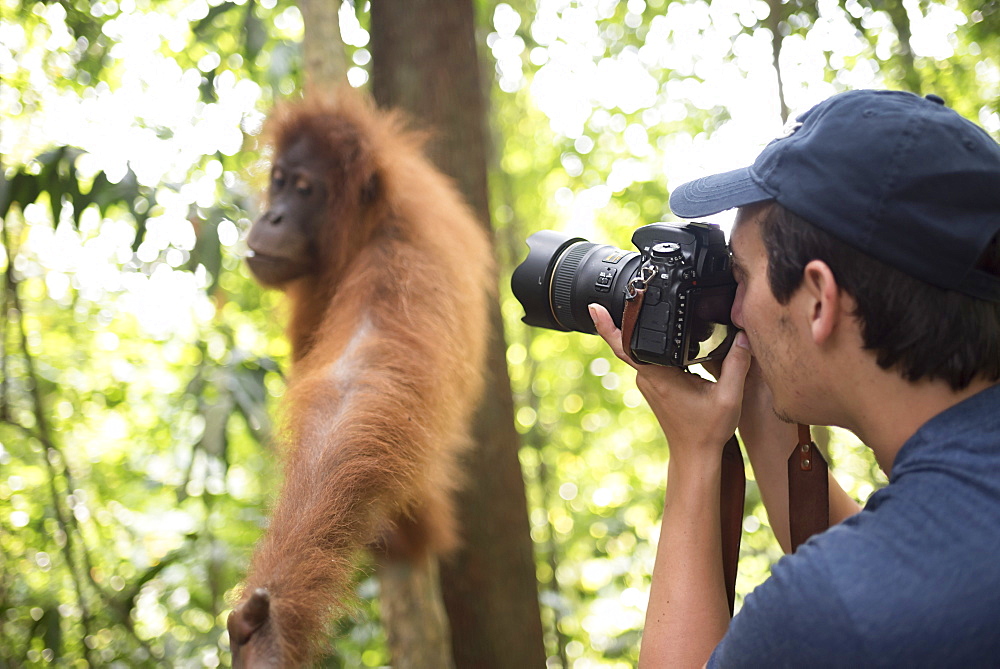 Photographer taking a photo of an Orangutan in the jungle of Gunung Leuser National Park, Bukit Lawang, North Sumatra, Indonesia, Southeast Asia, Asia