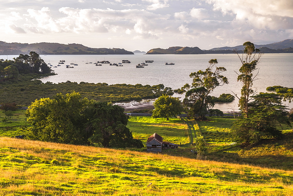 Countryside at Coromandel Town, Coromandel Peninsula, North Island, New Zealand, Pacific