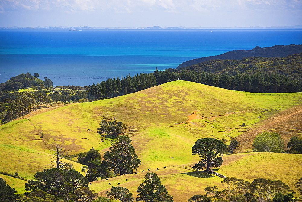 Coast near Coromandel Town, Coromandel Peninsula, North Island, New Zealand, Pacific