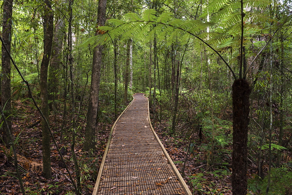 Footpath through Waipoua Kauri Forest, Northland Region, North Island, New Zealand, Pacific