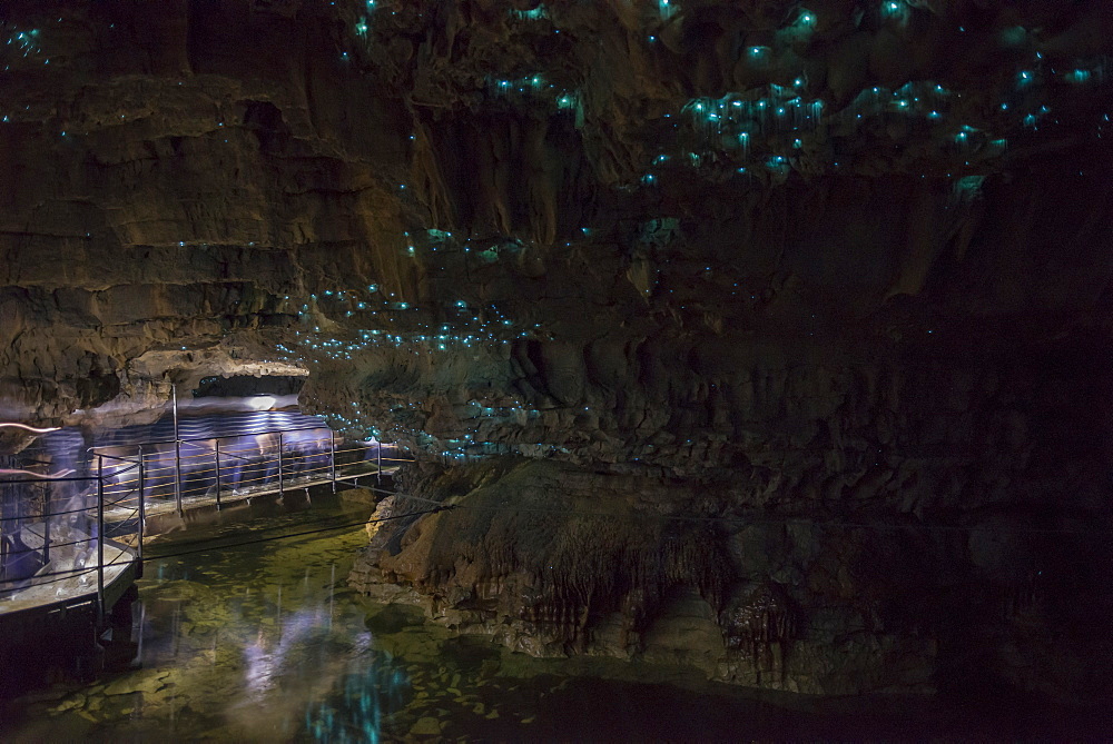 Glow worms in Waitomo Caves, Waikato Region, North Island, New Zealand, Pacific