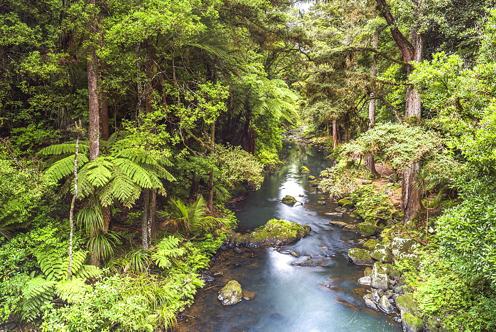 Hatea River landscape at the Whangarei Falls, a waterfall in the Northlands Region of North Island, New Zealand, Pacific