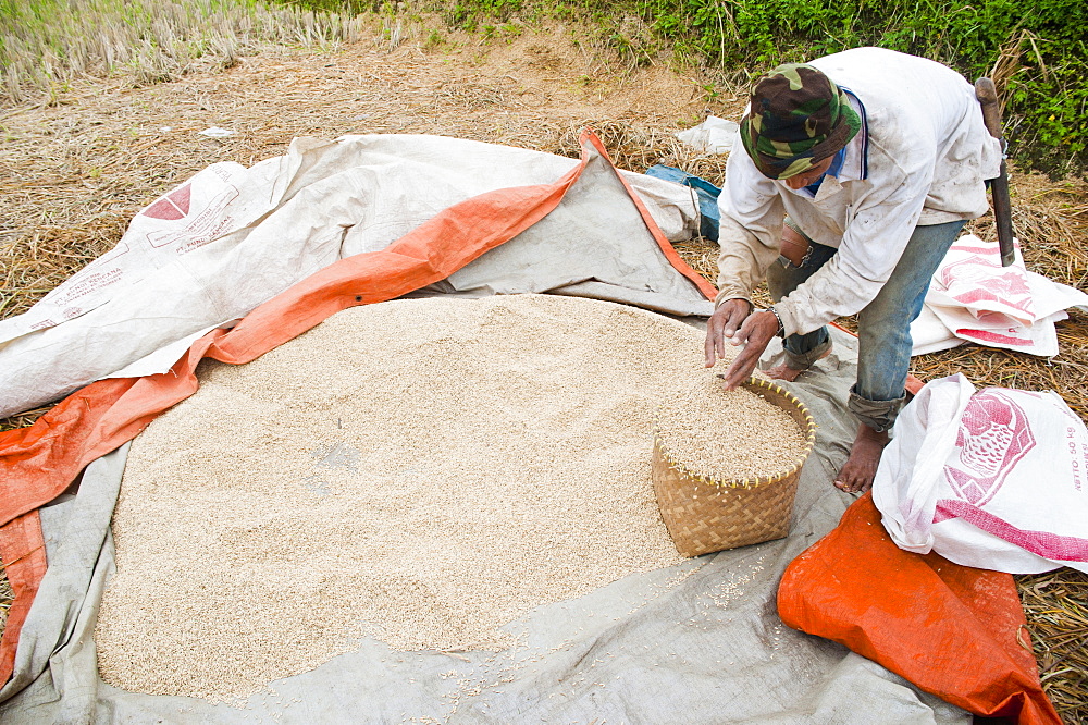 Rice paddy field worker sorting, collecting and drying out rice, Bandung, Java, Indonesia, Southeast Asia, Asia