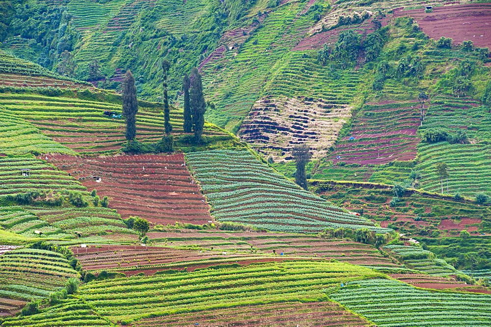 Vegetable fields at Wonosobo, Dieng Plateau, Central Java, Indonesia, Southeast Asia, Asia