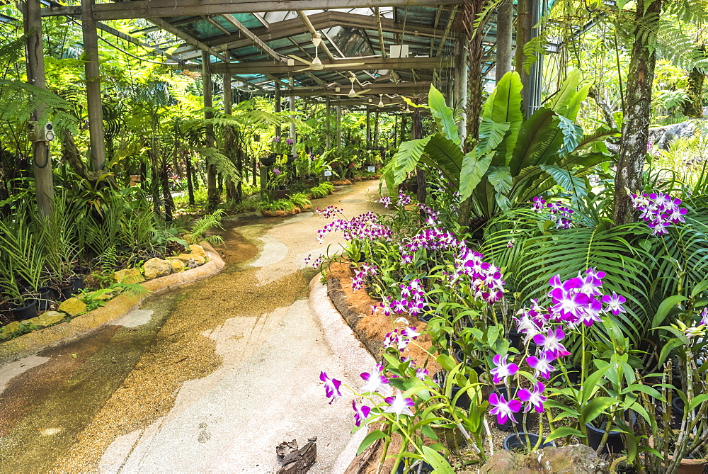 Orchid garden, Perdana Botanical Garden, Tun Abdul Razak Heritage Park, Kuala Lumpur, Malaysia, Southeast Asia, Asia