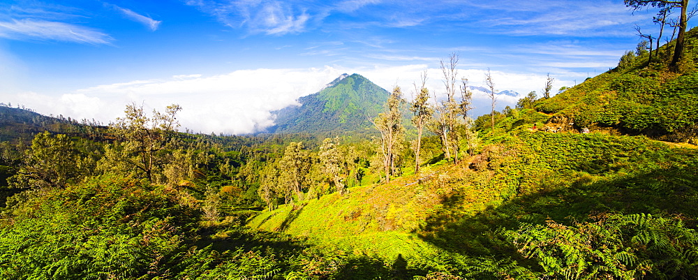 Landscape on the walk up Kawah Ijen, Java, Indonesia, Southeast Asia, Asia