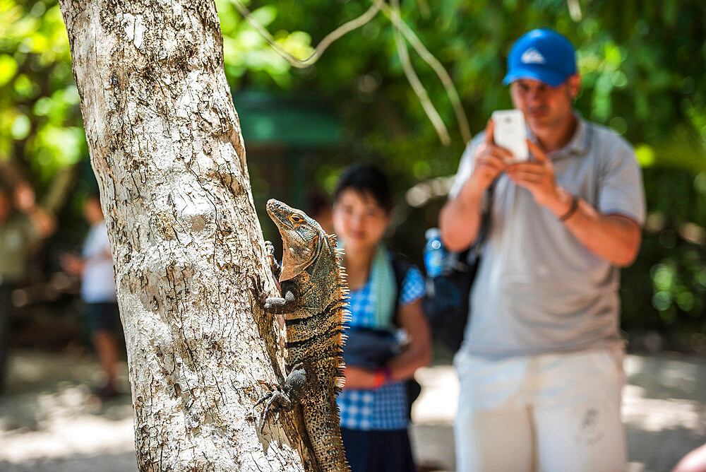 Tourists photographing a Black Spiny Tailed Iguana Lizard (Ctenosaura similis), Manuel Antonio National Park, Costa Rica, Central America