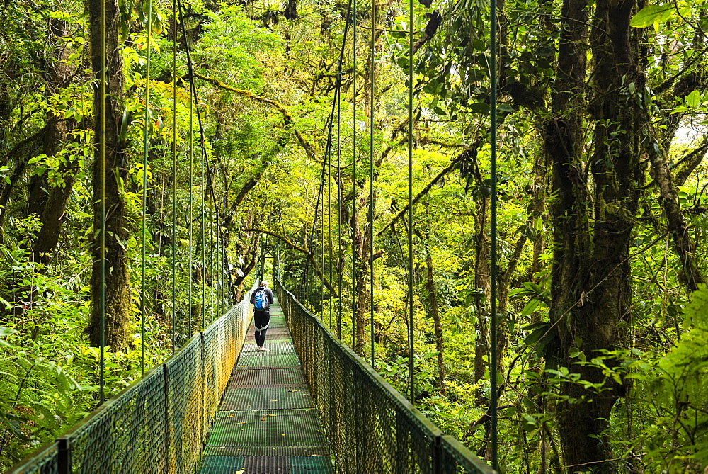 Selvatura Treetop hanging bridges, Monteverde Cloud Forest Reserve, Puntarenas, Costa Rica, Central America