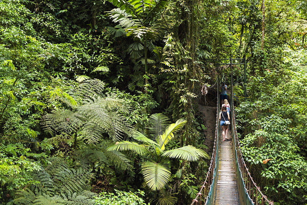 Rainforest on La Fortuna Waterfall hike, Alajuela Province, Costa Rica, Central America