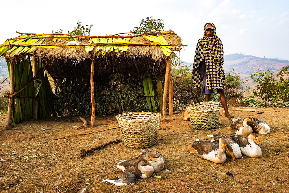 Man selling geese near Ranomafana, Haute Matsiatra Region, Madagascar, Africa