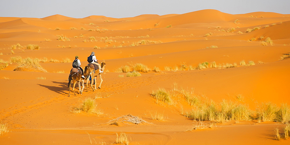 Tourist couple on a camel ride in Erg Chebbi Desert, Sahara Desert near Merzouga, Morocco, North Africa, Africa 