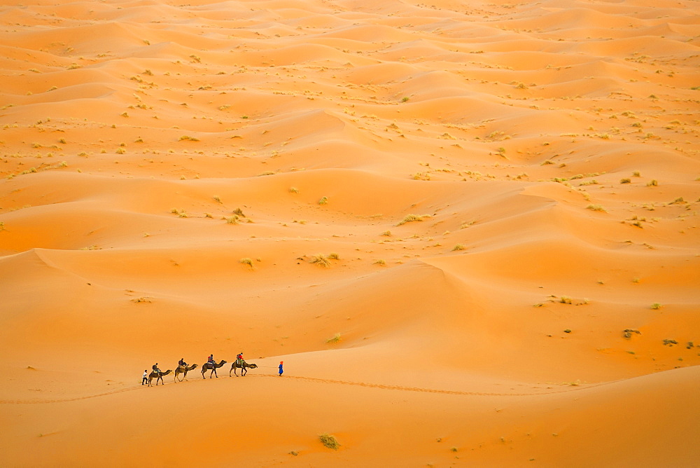 Camel caravan in Erg Chebbi Desert, Sahara Desert near Merzouga, Morocco, North Africa, Africa