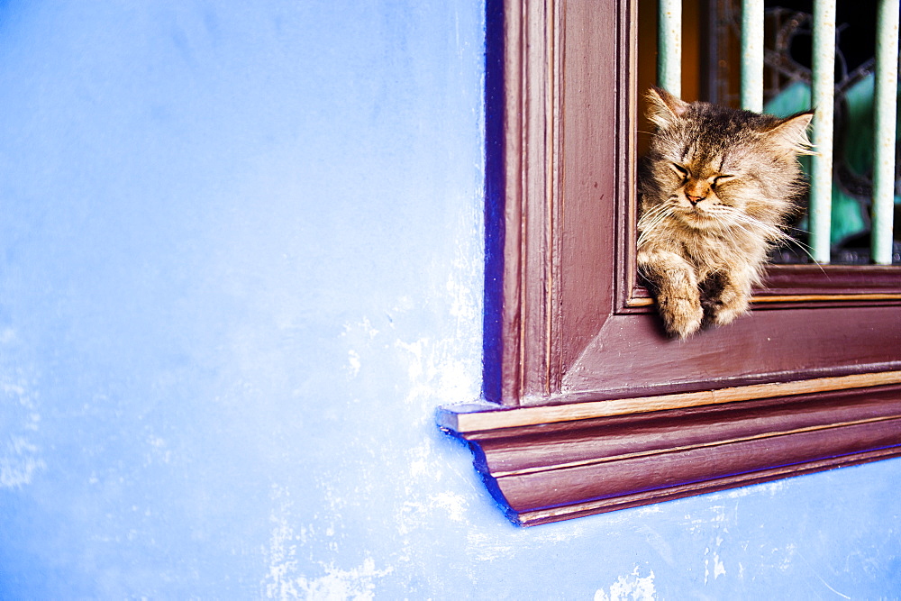 Cat at Cheong Fatt Tze Mansion, Georgetown, Penang, Malaysia, Southeast Asia, Asia