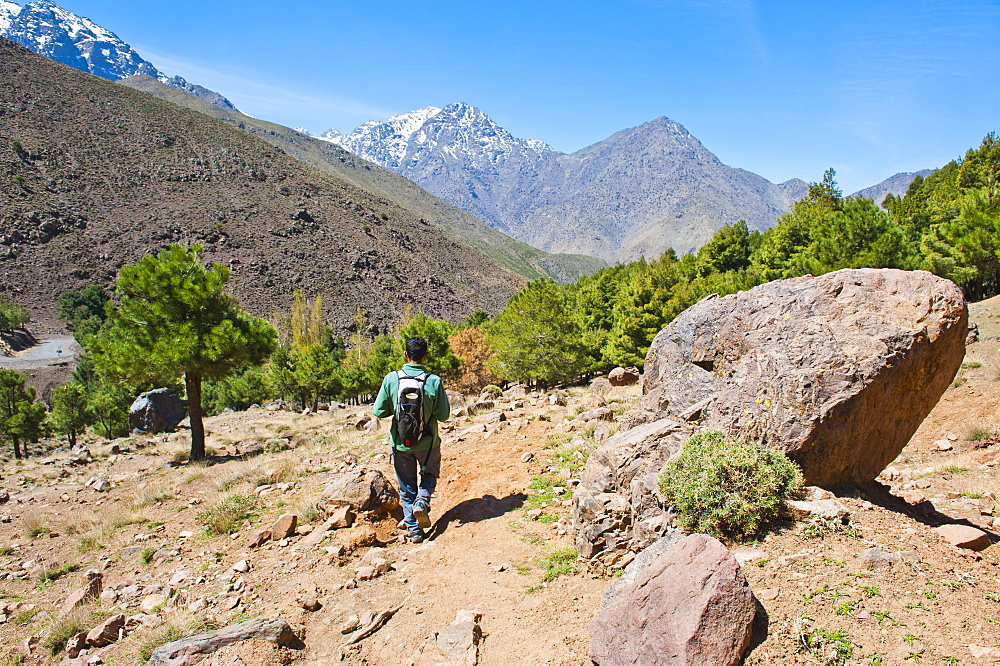 Tour guide trekking in the Imlil valley, on route from Tizi n Tamatert into Imlil, High Atlas Mountains, Morocco, North Africa, Africa 