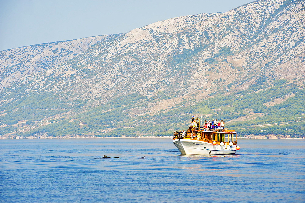 Dolphin watching boat trip off Brac Island, Dalmatian Coast, Adriatic, Croatia, Europe 