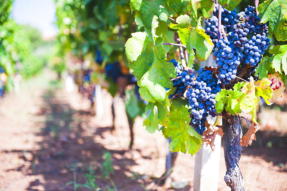 Grapes on a vine in a vineyard, Lumbarda, Korcula Island, Dalmatian Coast, Croatia, Europe 