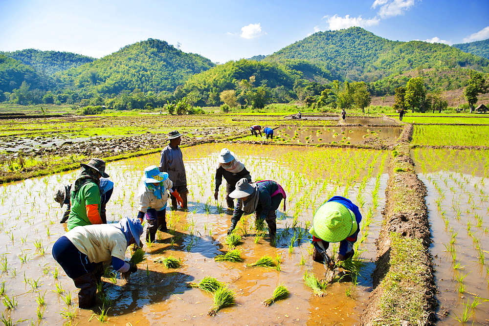 Planting rice in the hills near Chiang Rai, Thailand, Southeast Asia, Asia